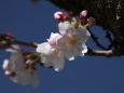 青空に桜