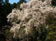 白山神社の大きなしだれ桜