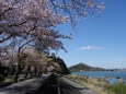 木曽川沿いの桜並木と犬山城