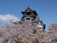 国宝・犬山城と満開の桜