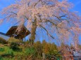 法華寺のしだれ桜#1