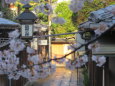 桜と石塀小路