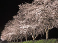 桜 sakura20 Light-up