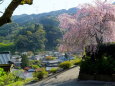 山寺参道の桜