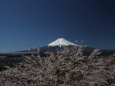 満開桜に富士山