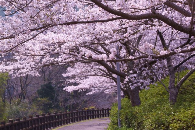 川淵の桜