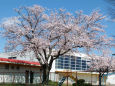 小学校の桜
