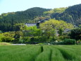 山里の春景色