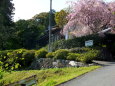 桜が咲いている山寺参道