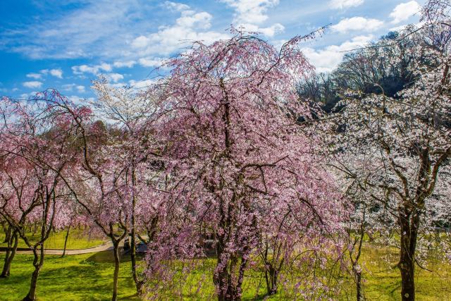 卯辰山公園の桜 