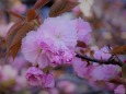 桜:関山