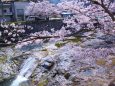 川流れと桜