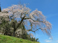 桜 sakura25 枝垂れ桜