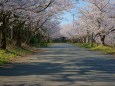 あらた坂の桜下から