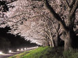 桜 sakura26 Light-up