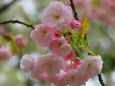 造幣局桜の通り抜け桜