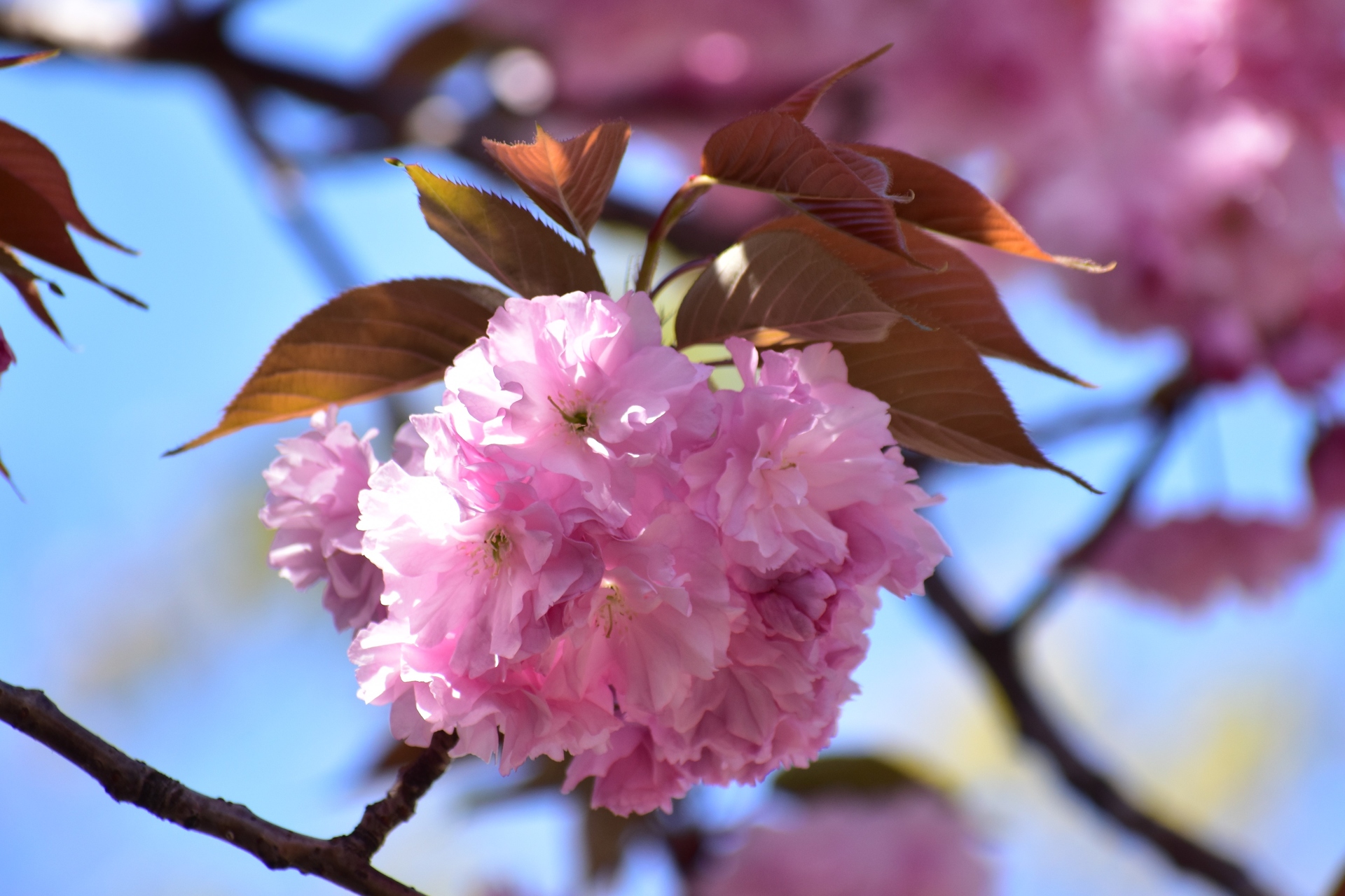 花 植物 桜餅かな 壁紙19x1280 壁紙館