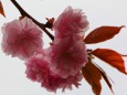 造幣局桜の通り抜け桜