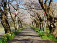 弁天桜の桜のトンネル