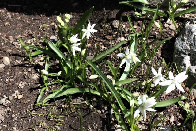 片栗と一緒に咲きました。