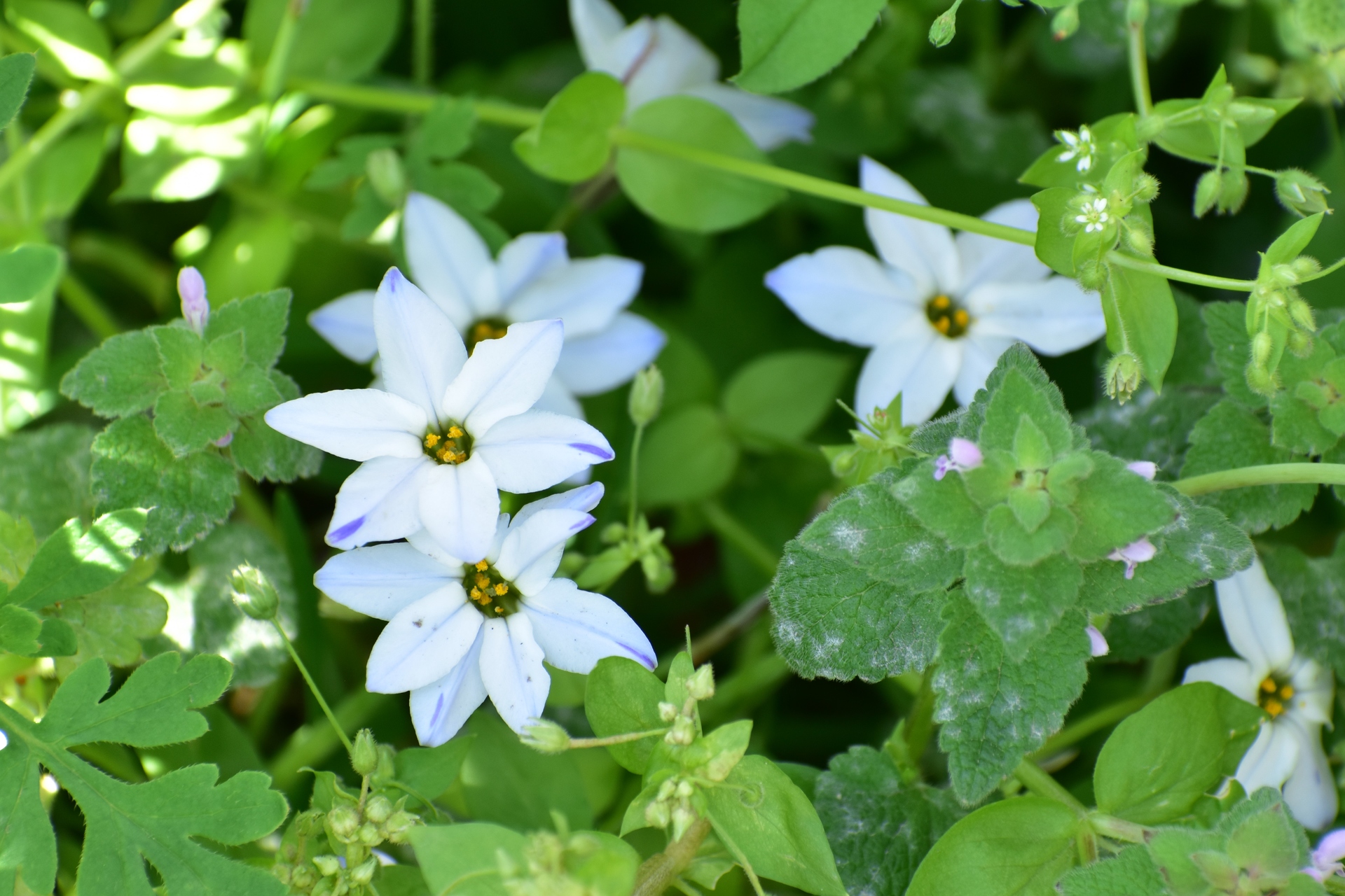 花 植物 春の野の花たち 壁紙19x1280 壁紙館