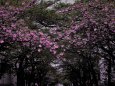 日本橋桜通りの八重桜が満開