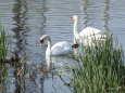 近くの池の白鳥