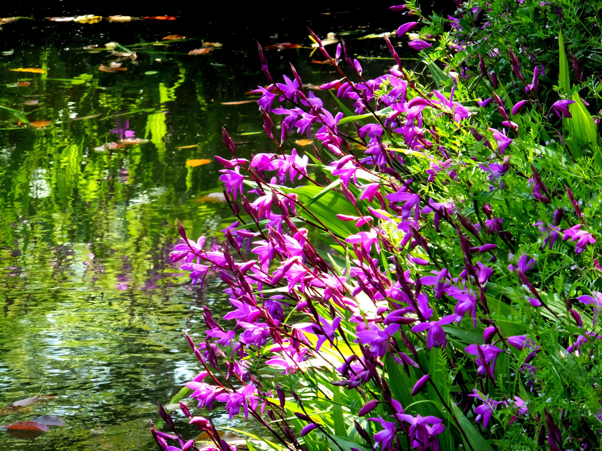 花 植物 水辺の花 壁紙19x1440 壁紙館