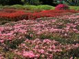 ツツジ園の風景