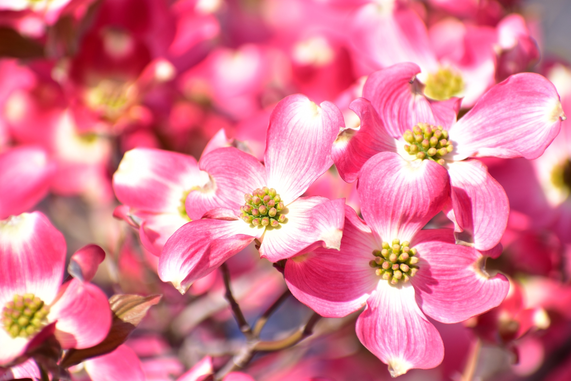 花 植物 ハナミズキ 壁紙19x1280 壁紙館