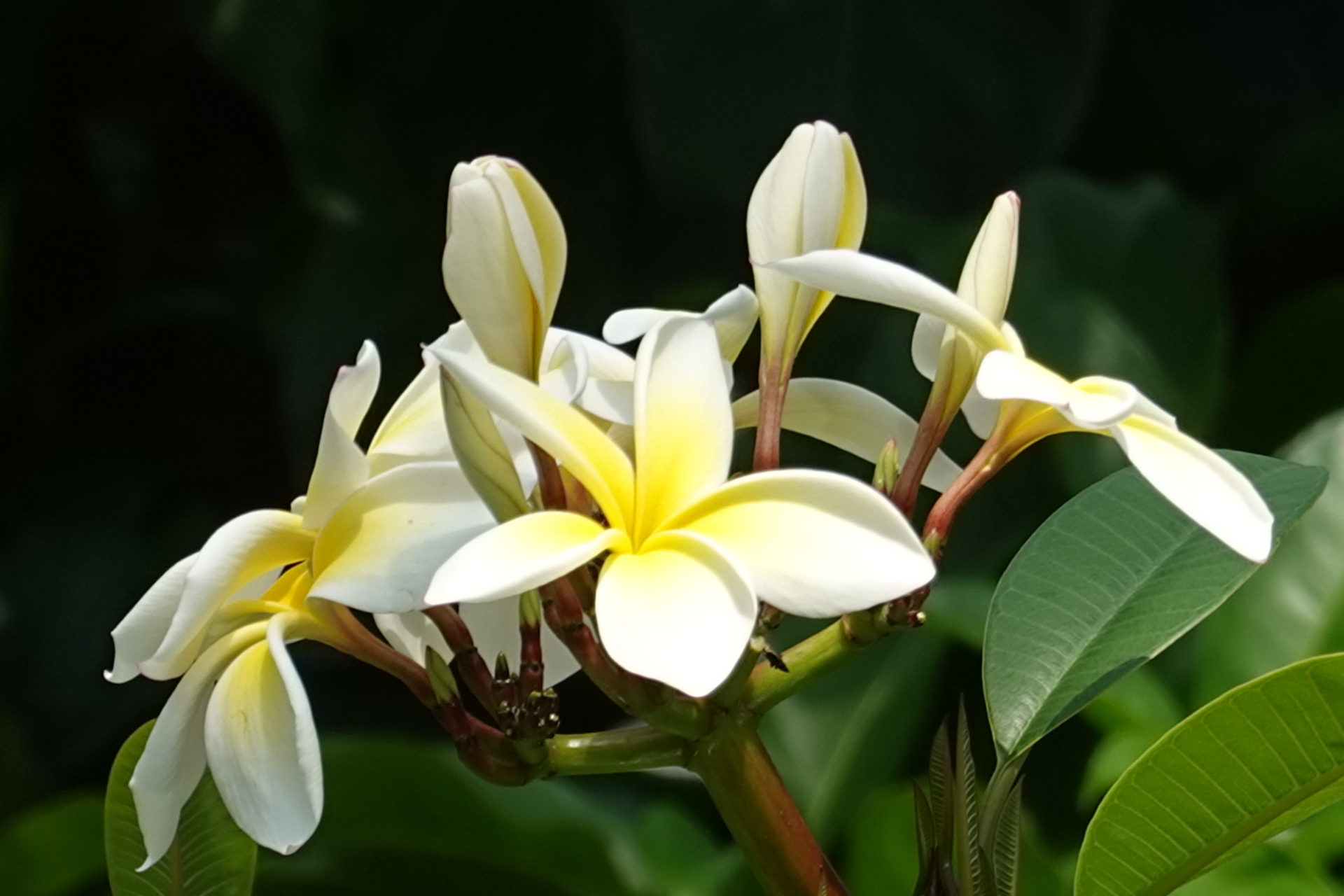 花 植物 プルメリア 壁紙19x1280 壁紙館