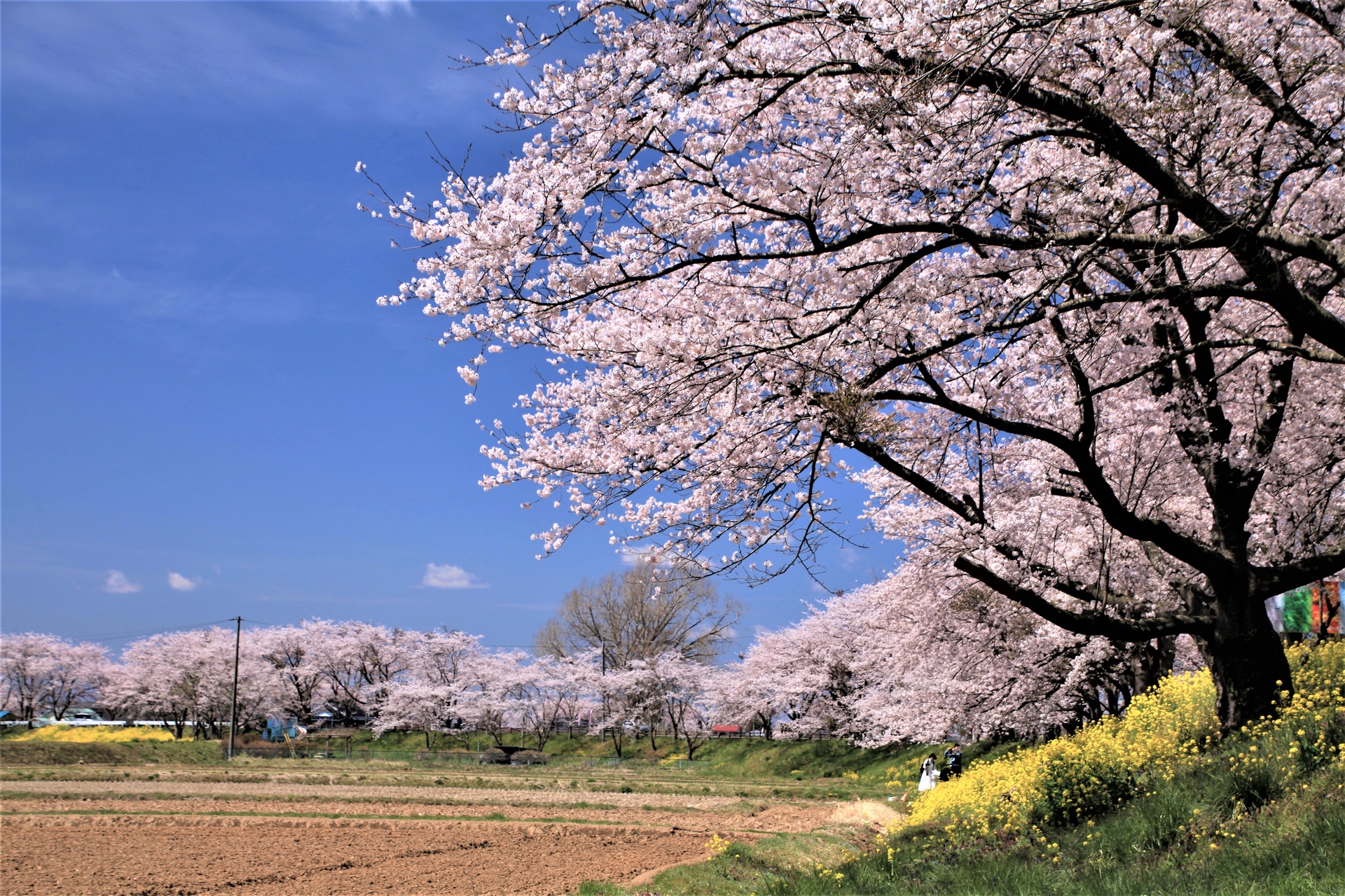 日本の風景 みなみかた千本桜 壁紙19x1280 壁紙館