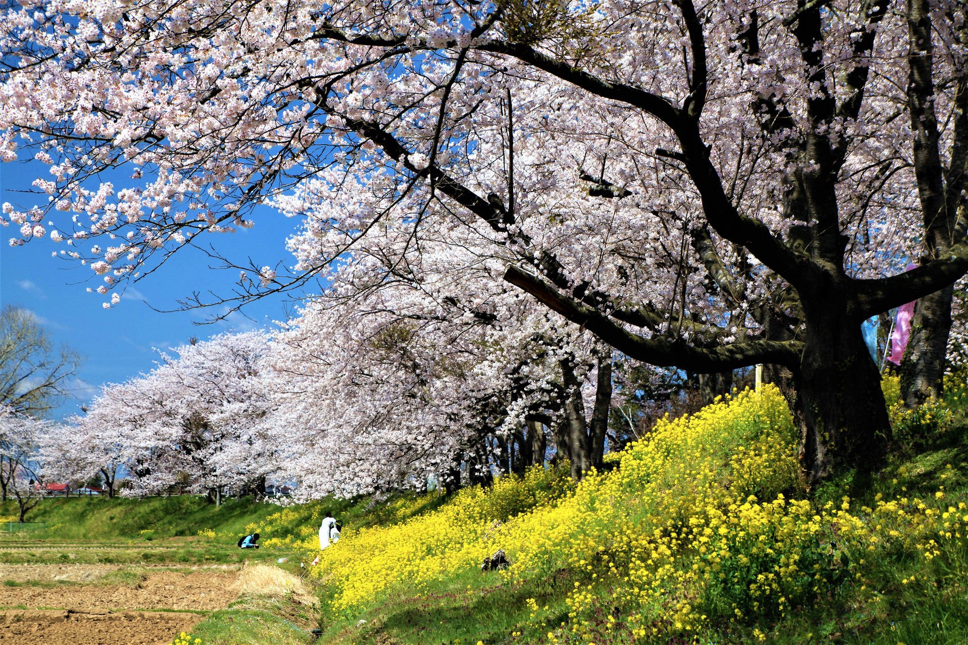 日本の風景 みなみかた千本桜2 壁紙19x1280 壁紙館 日本の風景 みなみかた千本桜2 壁紙19x1280 壁紙館