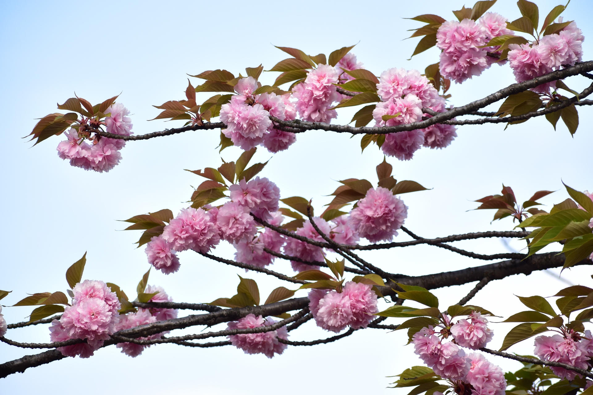花 植物 桜餅がいっぱい 壁紙19x1280 壁紙館
