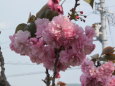 盛り上がった牡丹桜