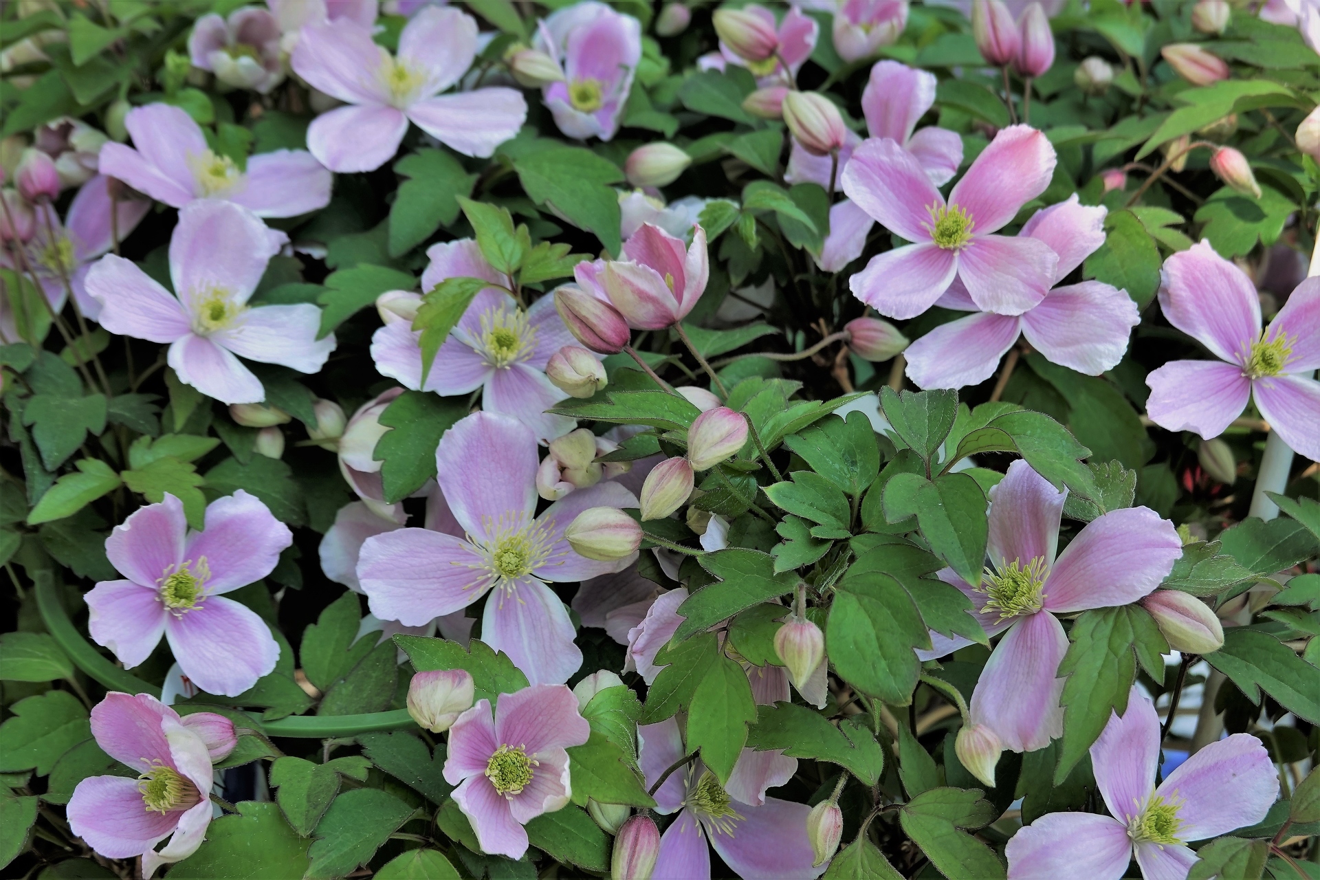 花 植物 クレマチス モンタナ 壁紙19x1280 壁紙館