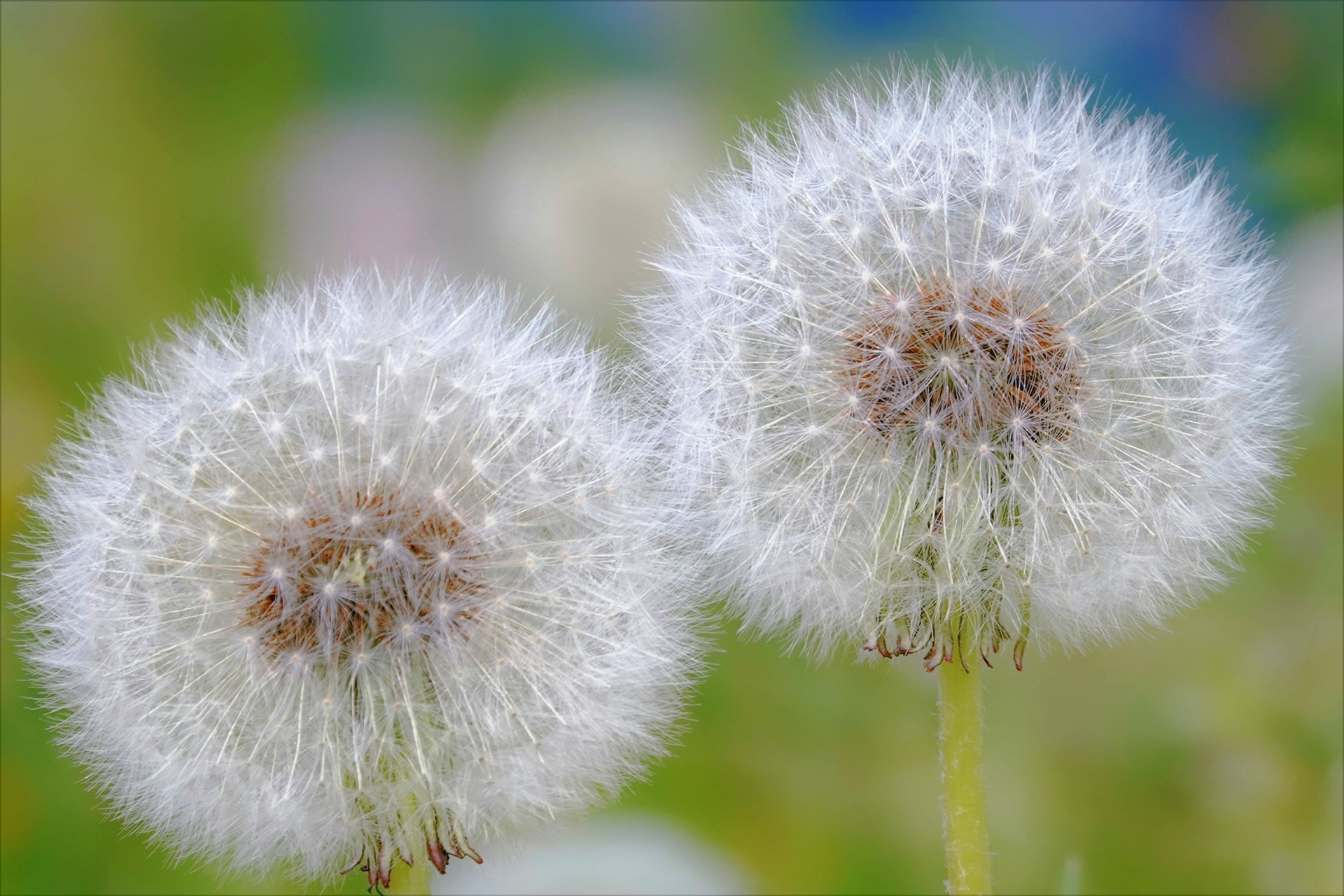 花 植物 タンポポ綿毛 壁紙19x1280 壁紙館