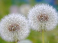 タンポポ綿毛