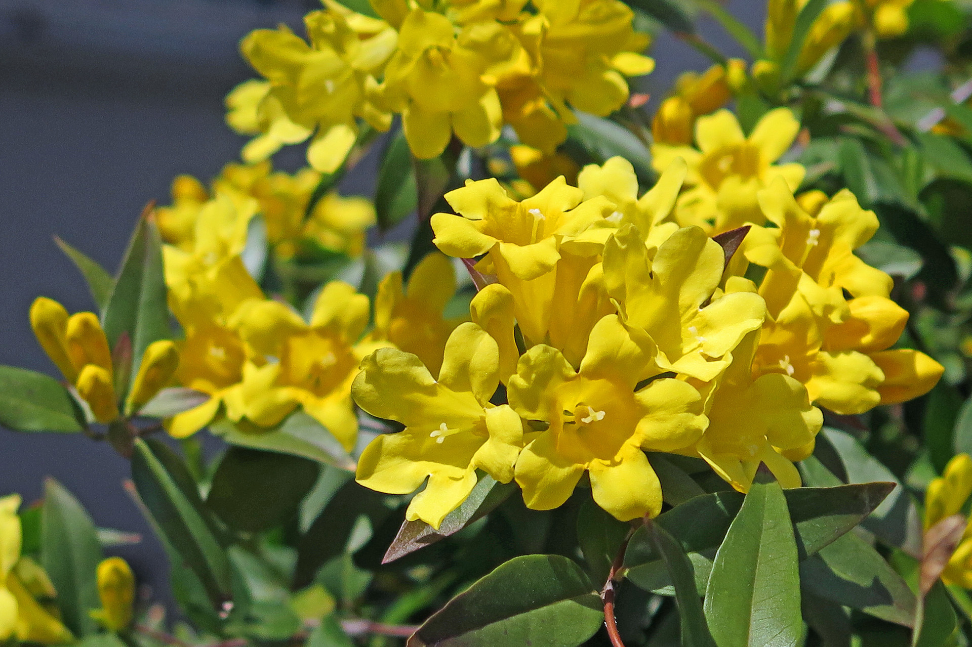 花 植物 カロライナジャスミン 壁紙19x1279 壁紙館