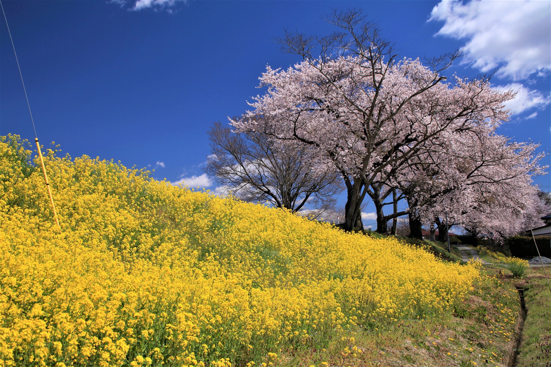 日本の風景 菜の花と桜 壁紙19x1280 壁紙館