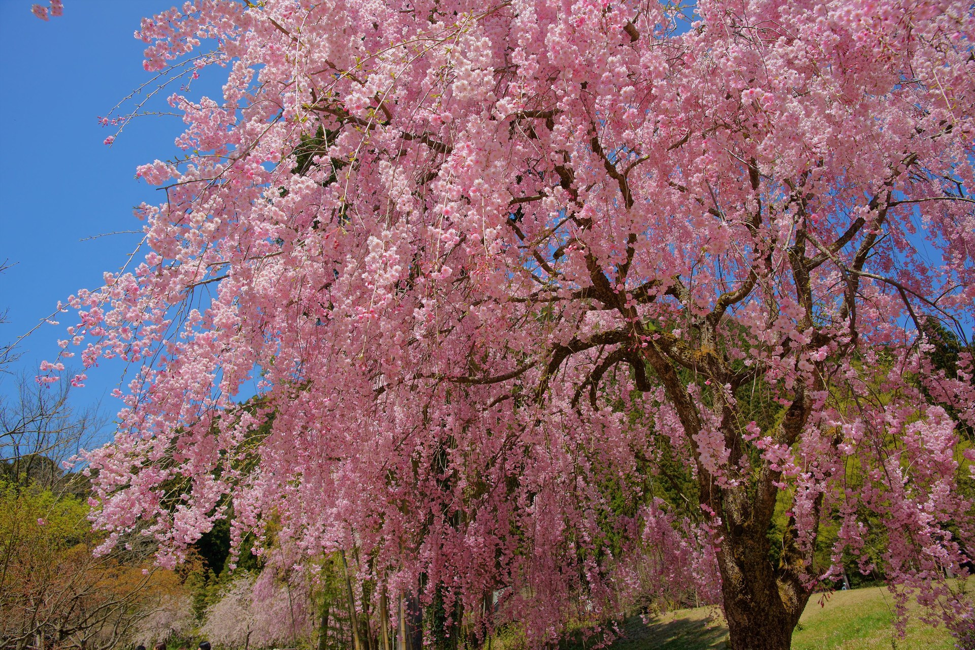 花 植物 竹田の里 しだれ桜 壁紙19x1280 壁紙館