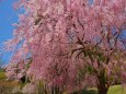 竹田の里 しだれ桜