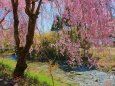 竹田川と枝垂れ桜
