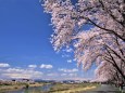 河川敷の桜並木