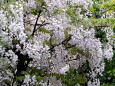 白藤の花