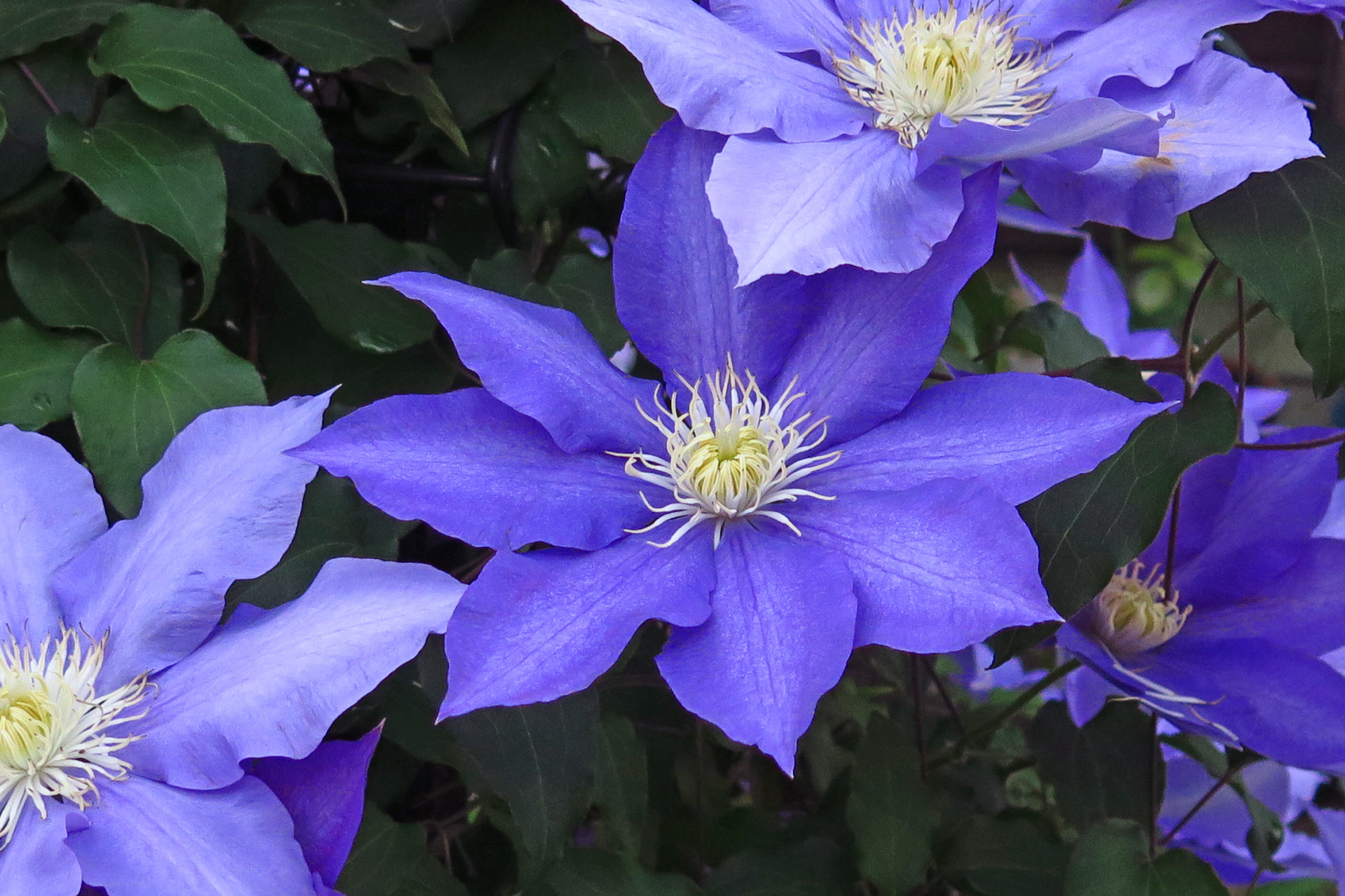 花 植物 クレマチス 壁紙19x1279 壁紙館