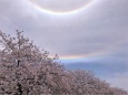 桜と幻日環と環水平アーク