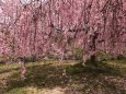 千曲川堤の枝垂桜