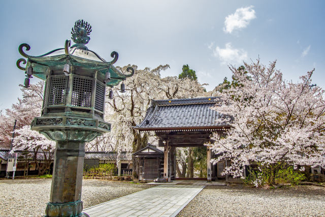 谷厳寺の桜