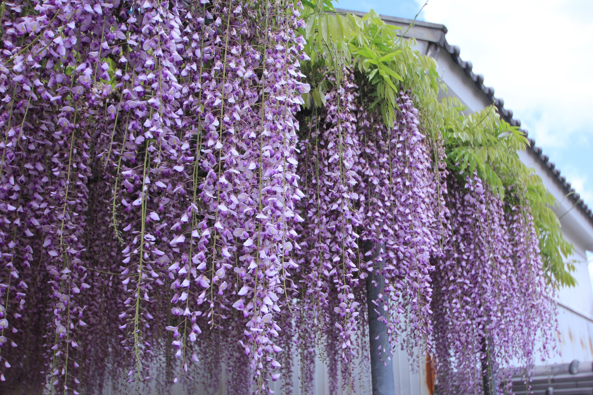 花 植物 萬福寺の藤の花 壁紙19x1280 壁紙館